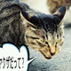 Illustration for article titled Japanese Cats that Look Like Yakuza Are Frighteningly Cute